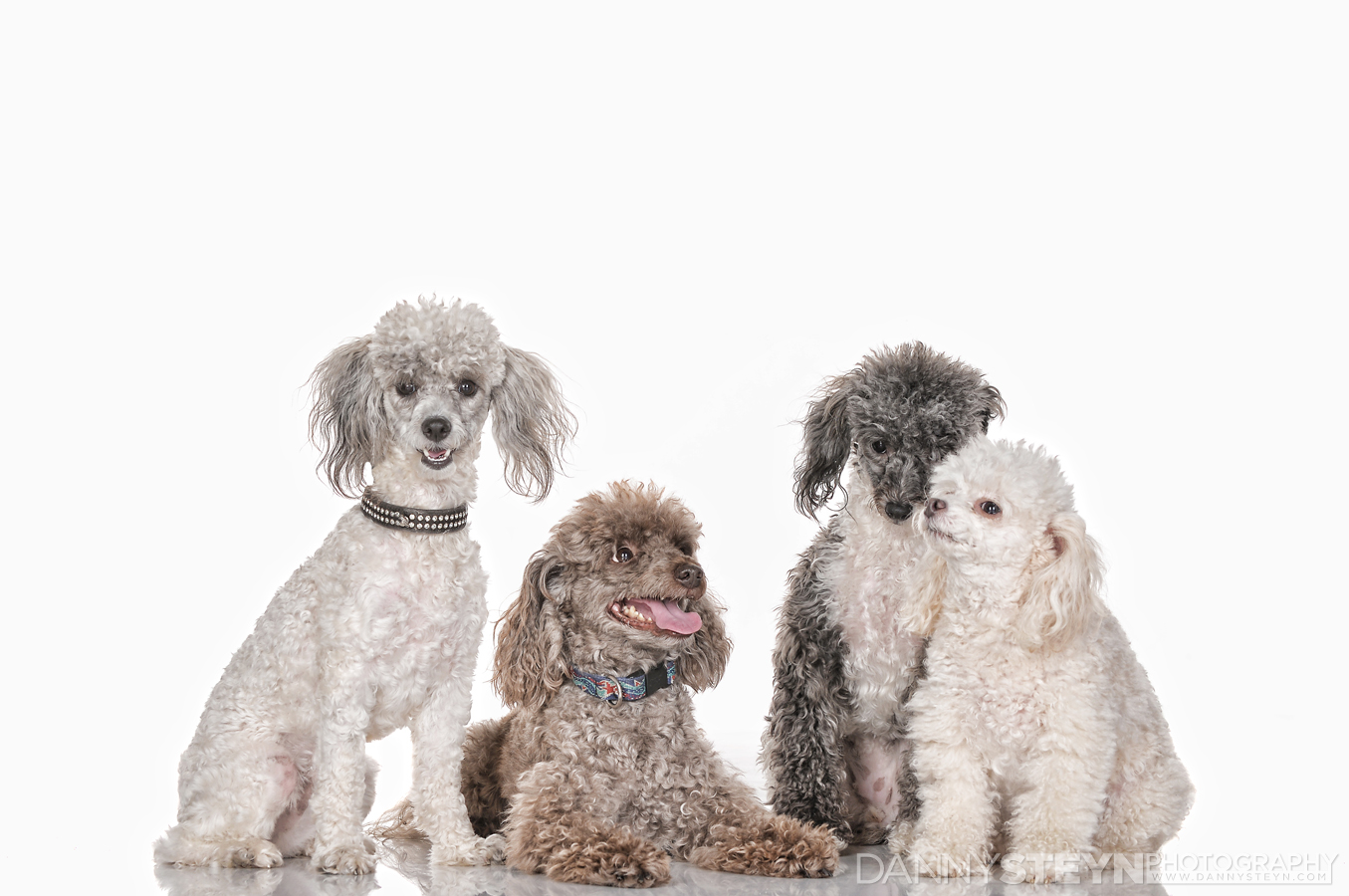 pet photographer fort lauderdale