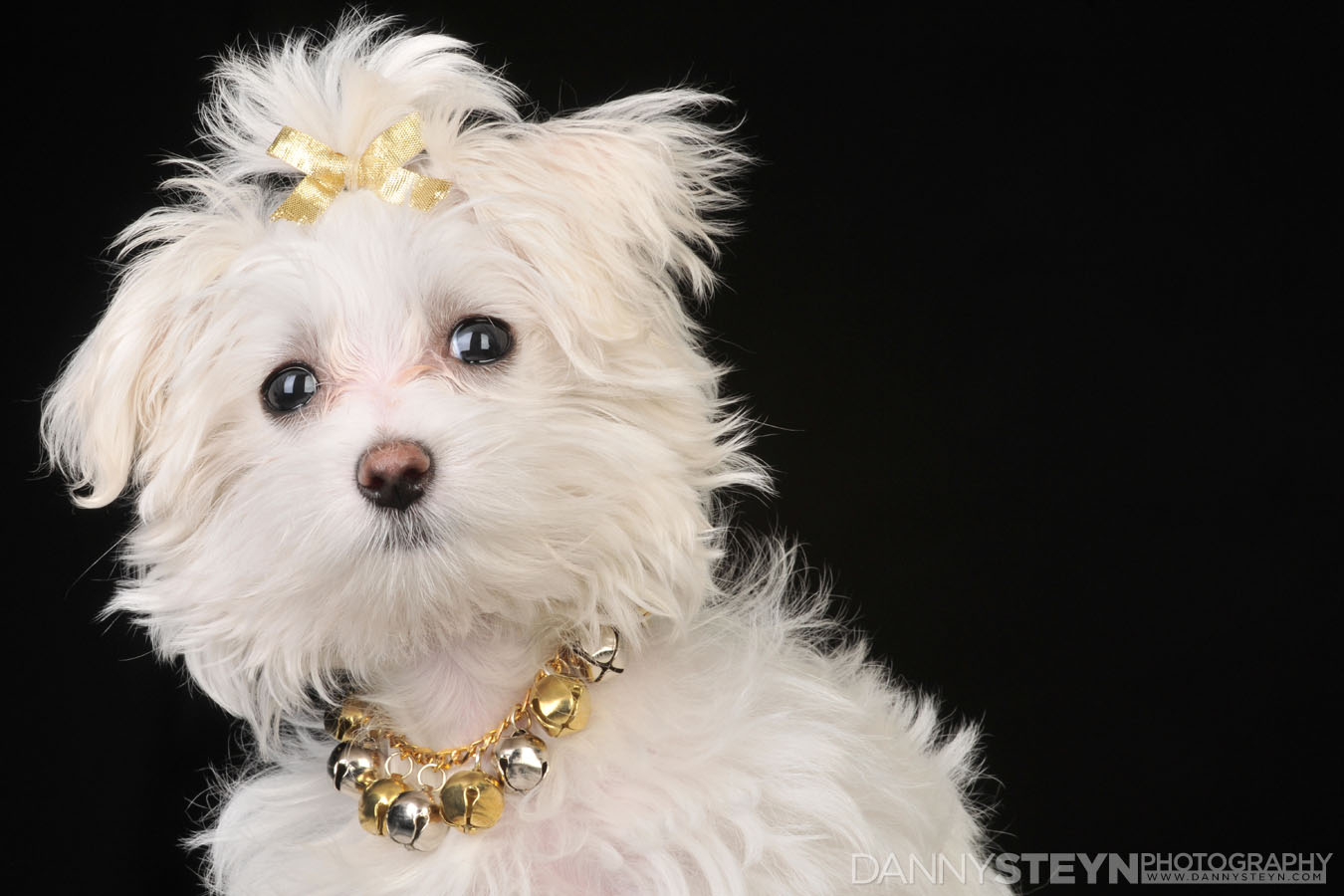 pet photographer fort lauderdale